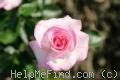 'Princesse de Monaco ® (hybrid tea, Meilland, 1971/81)' rose photo