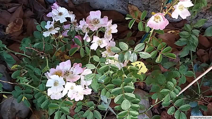 'Kew Rambler' rose photo