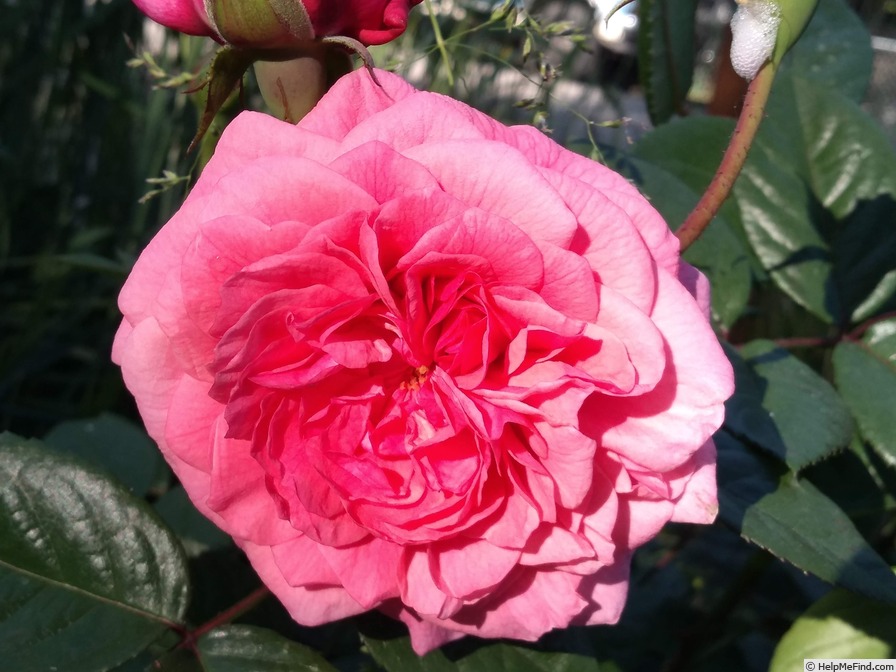 'Zaide ® (shrub, Kordes, 1994)' rose photo