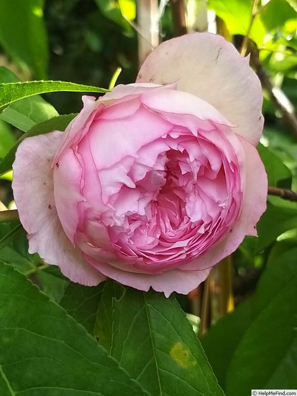 'The Mill On The Floss' rose photo