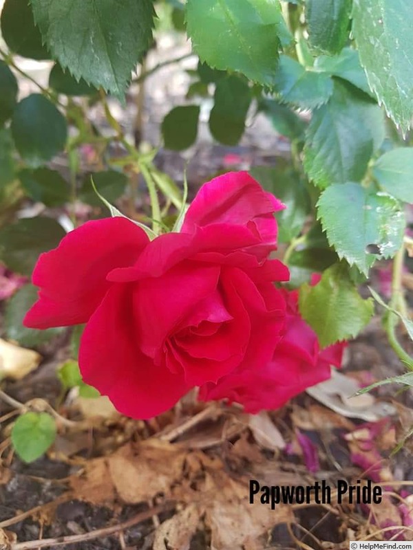 'Papworth's Pride' rose photo