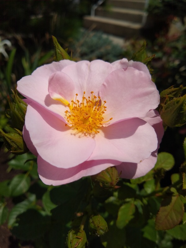 'Ja17-02' rose photo