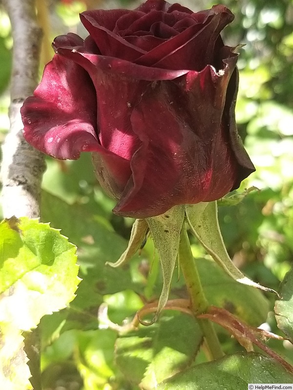 'Black Baccara ™' rose photo