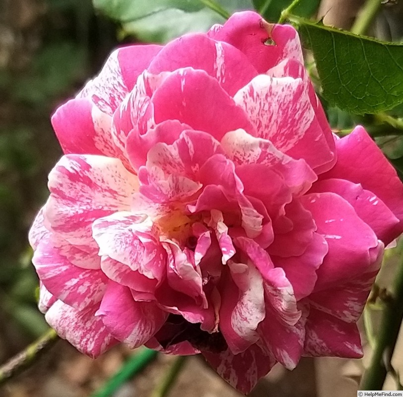 'Abracadabra ® (floribunda, Kordes, 2004)' rose photo