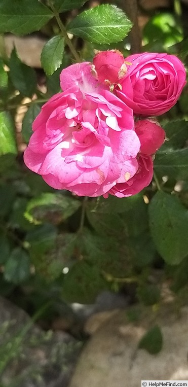 'Gabrielle Privat' rose photo