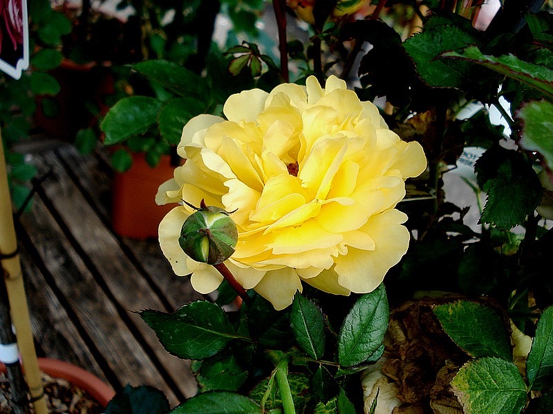 'Goldstern' rose photo