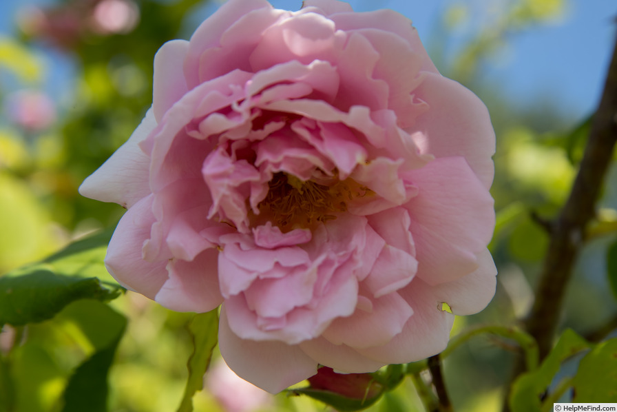 'Tolstoi' rose photo