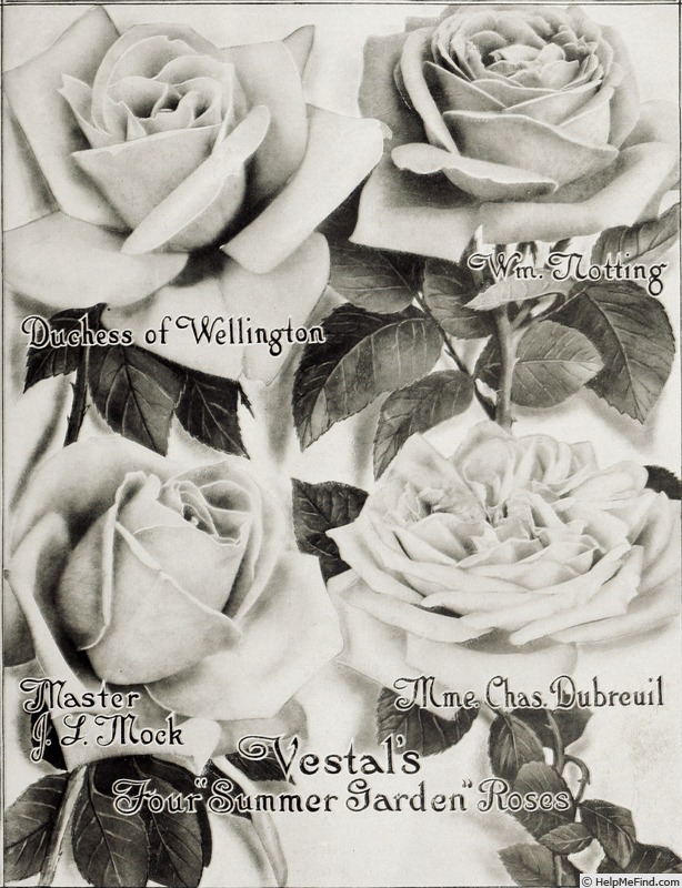 'Duchess of Wellington' rose photo