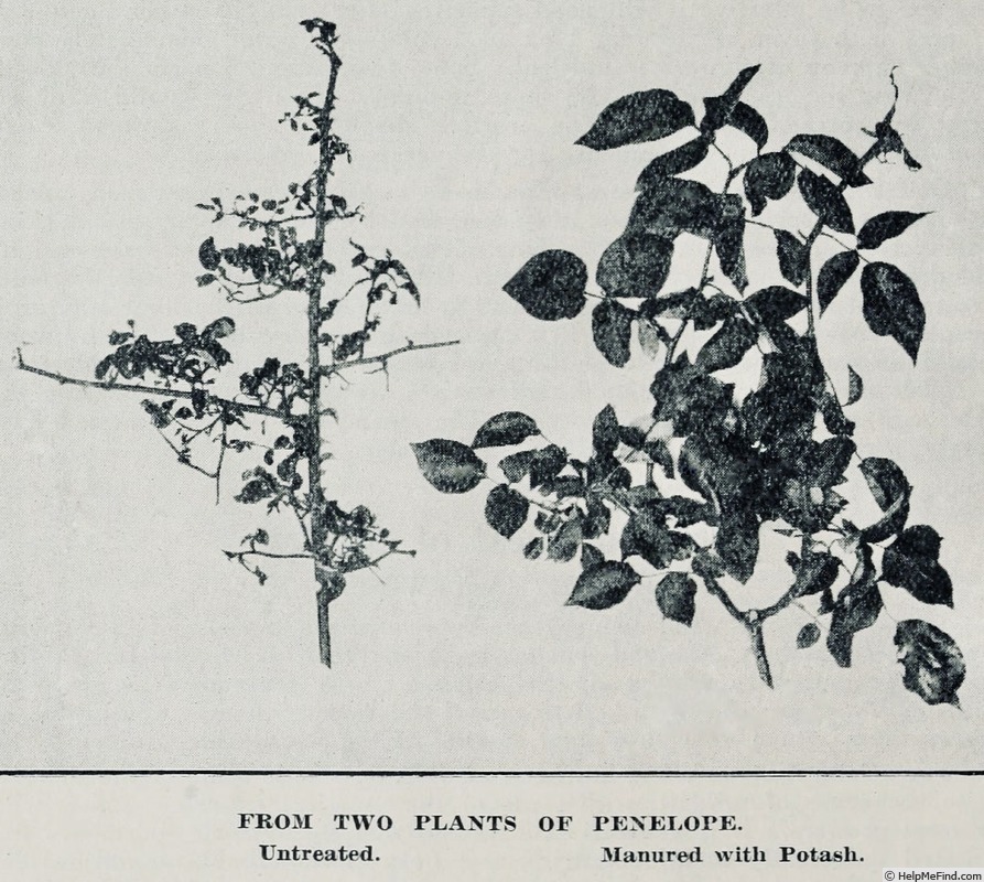 'Penelope (tea, Williams, 1906)' rose photo