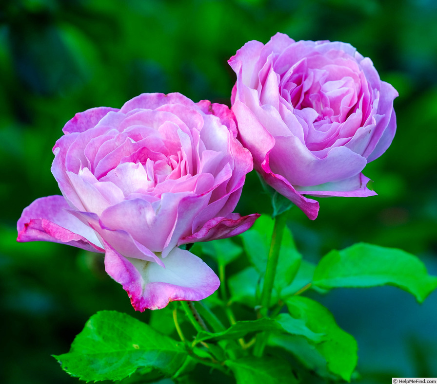 'Nicole Carol Miller ™' rose photo