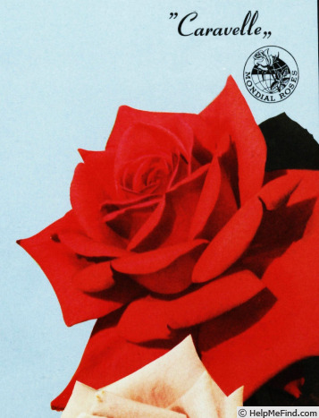 'Caravelle (hybrid tea, Mondial Roses, 1963)' rose photo