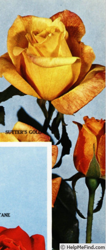 'Sutter's Gold (Hybrid Tea, Swim, 1946)' rose photo