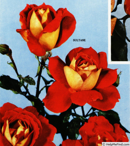 'Sultane' rose photo
