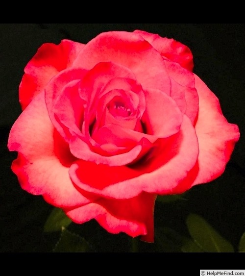 'Julie Hearne' rose photo