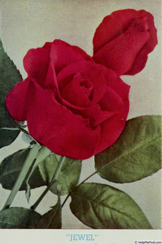 'Jewel (hybrid tea, Grillo, 1938)' rose photo