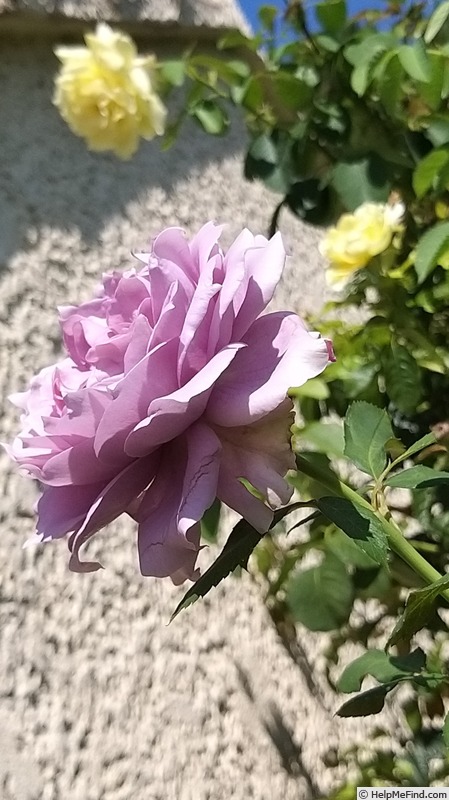 'Novalis ®' rose, click to enlarge 'Novalis ®' rose photo
