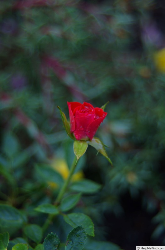 'Bud Meyers' rose photo