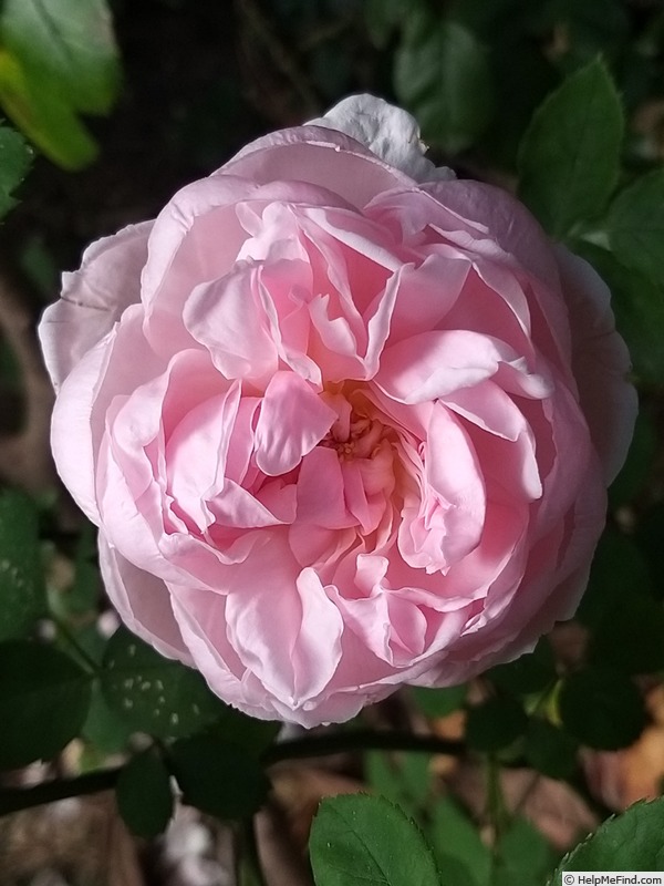 'Barbara Austin' rose photo