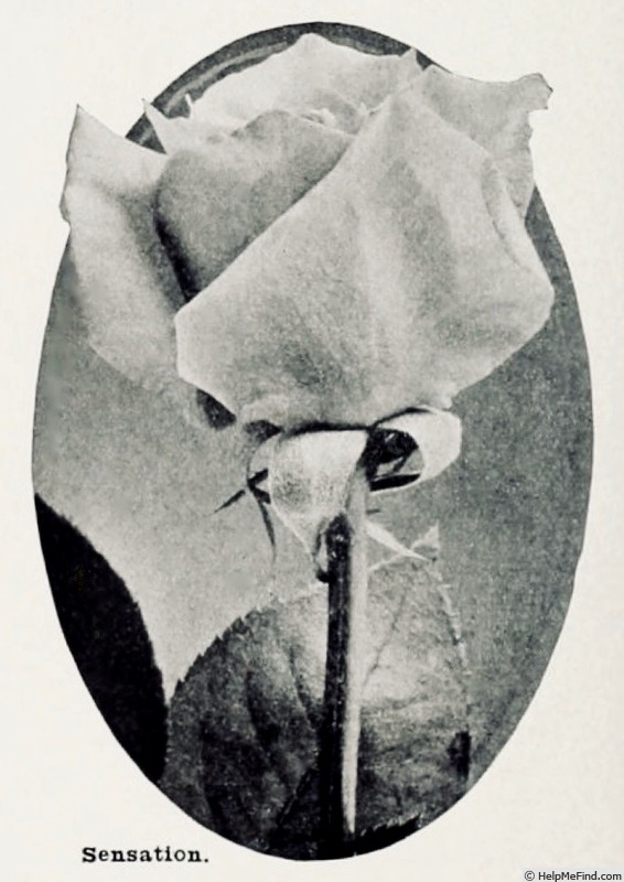 'Sensation (hybrid tea, Hill 1922)' rose photo
