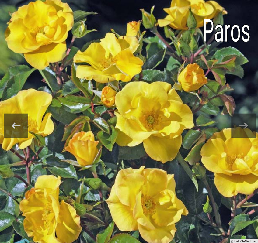 'Paros ®' rose photo
