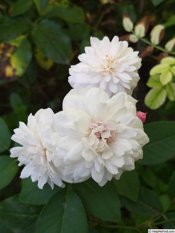 'Little White Pet (Polyantha, Henderson 1879)' rose photo