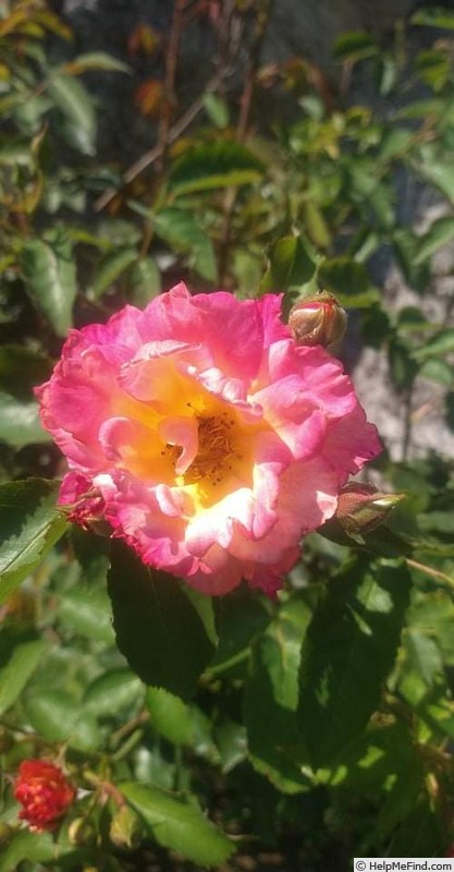 'Sekel' rose photo