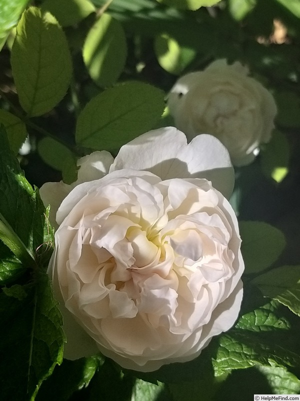 'Winchester Cathedral ®' rose photo