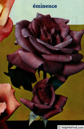 'Eminence ®' rose photo