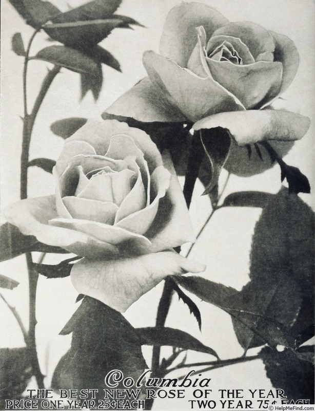 'Columbia (hybrid tea, Hill, 1916)' rose photo