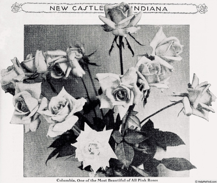 'Columbia (hybrid tea, Hill, 1916)' rose photo