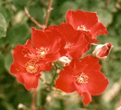 'Gwin C. Harris' rose photo