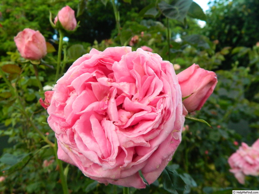 'Lana Toskani' rose photo