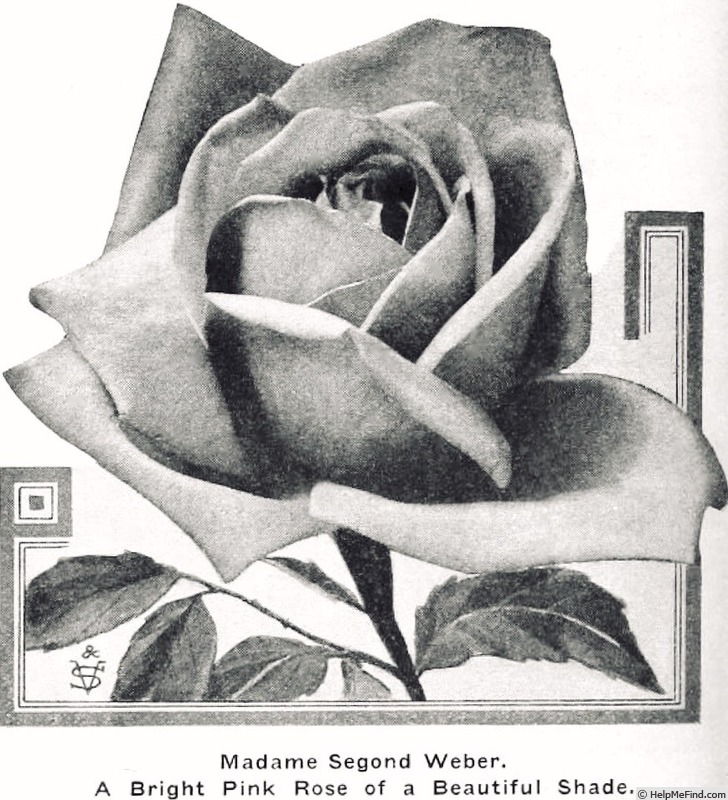 'Madame Segond Weber' rose photo