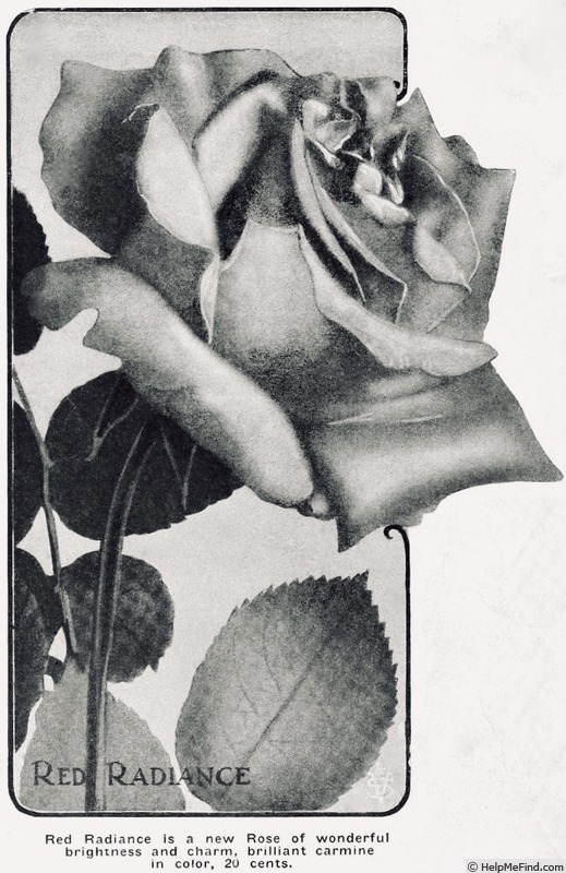 'Red Radiance (hybrid tea, Gude 1916)' rose photo