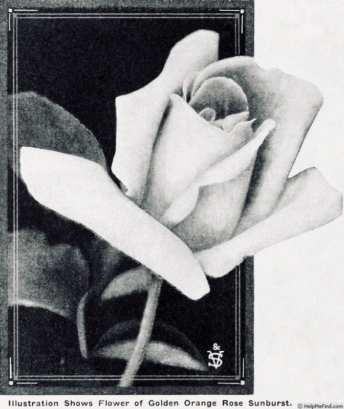 'Sunburst (hybrid tea, Pernet-Ducher, 1904/11)' rose photo