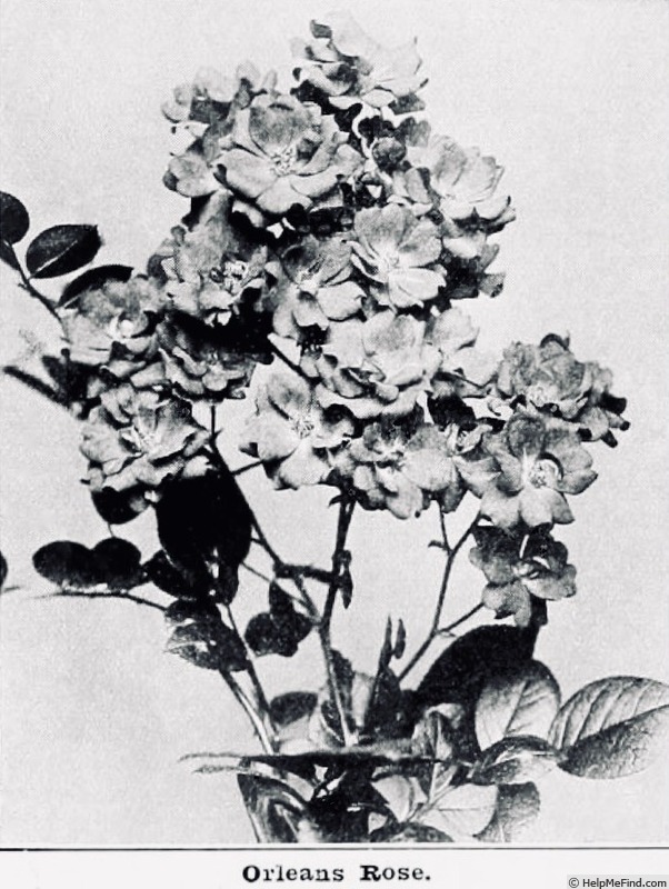 'Orléans' rose photo
