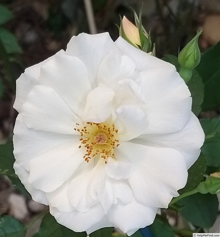 'Penelope (hybrid musk, Pemberton, 1924)' rose photo