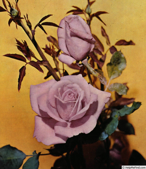 'Clair de Lune (hybrid tea, Gaujard, 1966)' rose photo