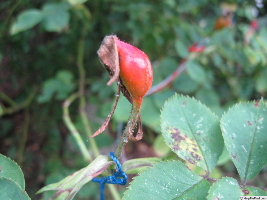 'Celestial (alba, before 1717)' rose photo