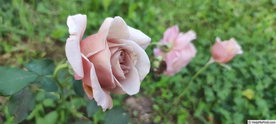 'Koko Loco (floribunda, Bedard, 2010)' rose photo