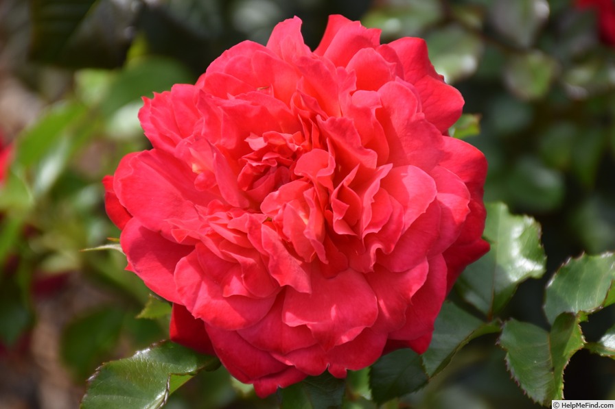 'KORtanzay' rose photo