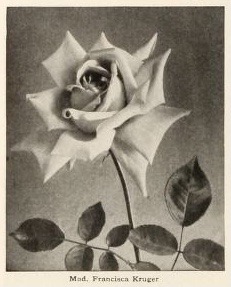 'Mademoiselle Francisca Krüger' rose photo
