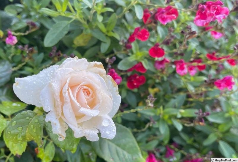 'Francis Meilland' rose photo