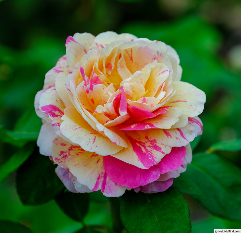 'Wonderstripe ™' rose photo