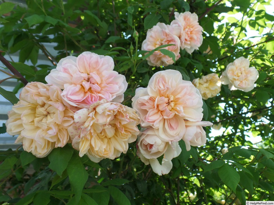 'Desprez à fleurs jaunes' rose photo