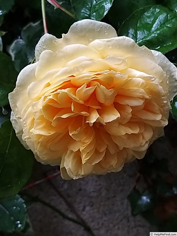 'Teasing Georgia' rose photo