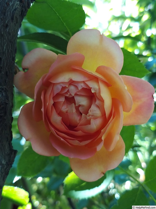 'Lady of Shalott ®' rose photo