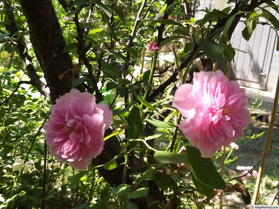 'Harlow Carr ™ (English rose, Austin, by 2004)' rose photo