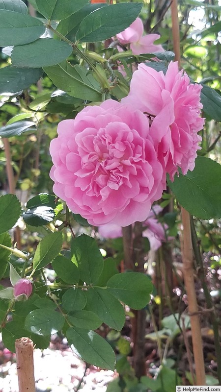 'Harlow Carr ™ (English rose, Austin, by 2004)' rose photo