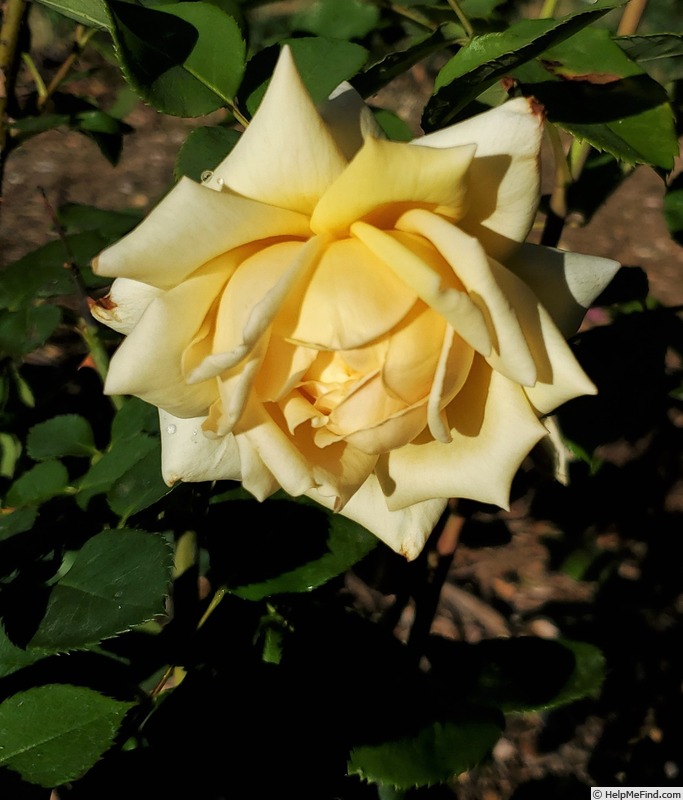 'Narzisse' rose photo